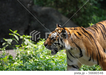 ガオー！ 56680546