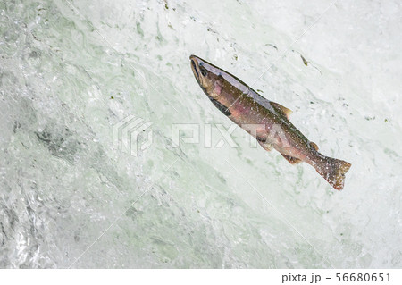 サクラマスの遡上 (北海道 清里町) サクラマスの遡上 (北海道 清里町) 56680651