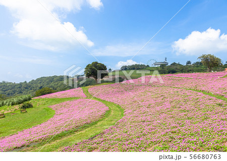 マザー牧場 ペチュニアの花 マザー牧場 ペチュニアの花 56680763