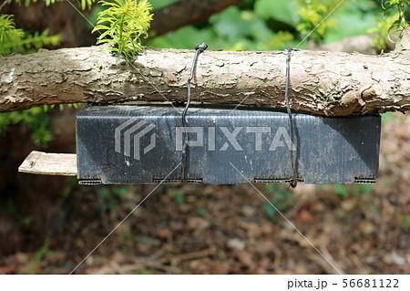 Dormouse nest tube survey box 56681122