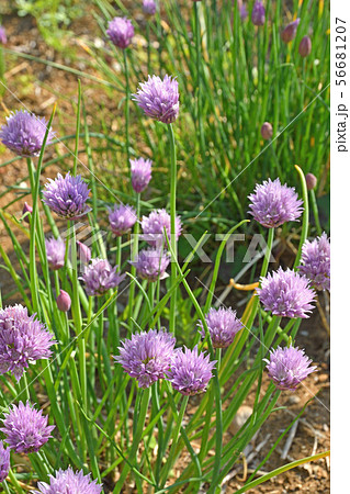 植物:チャイブ ヒガンバナ科 植物:チャイブ ヒガンバナ科 56681207