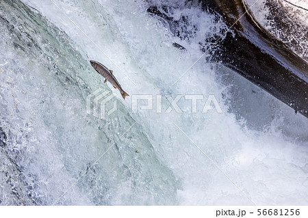 サクラマスの遡上 (北海道 清里町) サクラマスの遡上 (北海道 清里町) 56681256