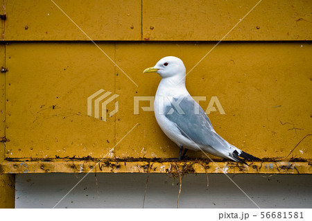 Seagull bird close up Seagull bird close up 56681581