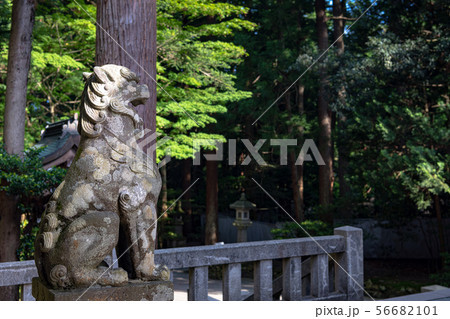 新潟 弥彦神社 狛犬と新緑の参道 56682101