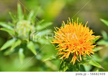 満開のベニバナ 56682409