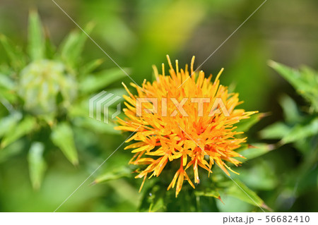 満開のベニバナ 56682410