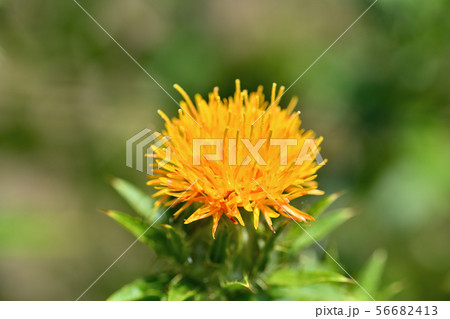 満開のベニバナ 56682413