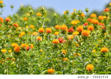満開のベニバナ 満開のベニバナ 56682418