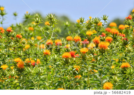 満開のベニバナ 56682419