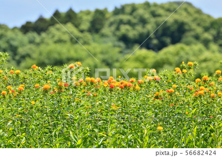 満開のベニバナ 満開のベニバナ 56682424