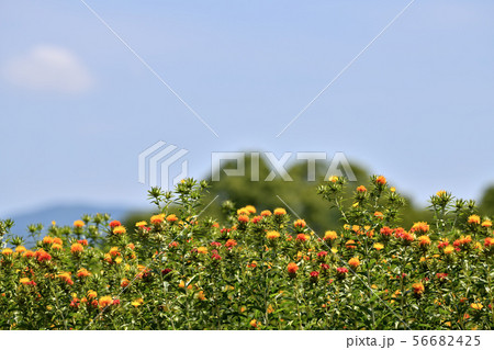 満開のベニバナ 56682425