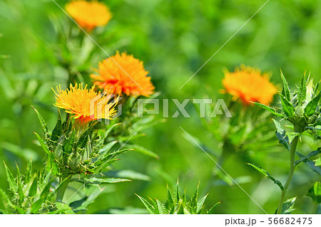 満開のベニバナ 56682475