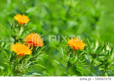 満開のベニバナ 56682478