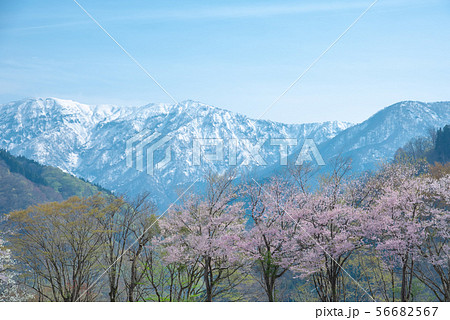 富山の美しい景色 雪どけと桜 富山の美しい景色 雪どけと桜 56682567