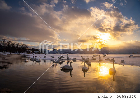 屈斜路湖・砂湯の冬~温泉につかる白鳥たち 屈斜路湖・砂湯の冬~温泉につかる白鳥たち 56683350