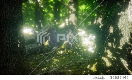 Morning in the Misty Spring Forest with Sun Rays Morning in the Misty Spring Forest with Sun Rays 56683443