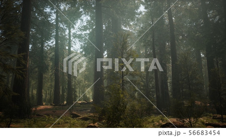 Sunset on the Giant Forest, Sequoia National Park, Sunset on the Giant Forest, Sequoia National Park, 56683454