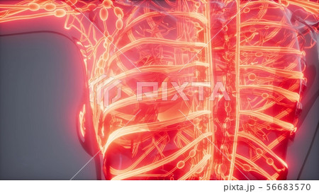 Blood Vessels of Human Body Blood Vessels of Human Body 56683570