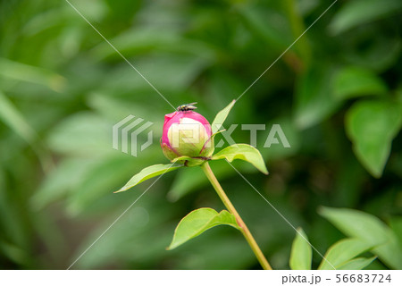 シャクヤク 花 つぼみ 56683724