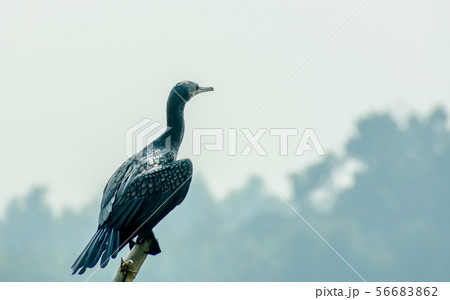 Double-crested (Phalacrocorax auritus) Cormorant 56683862