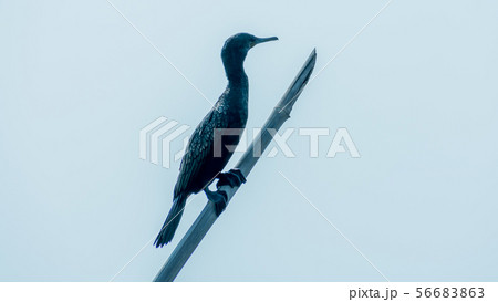 Double-crested (Phalacrocorax auritus) Cormorant Double-crested (Phalacrocorax auritus) Cormorant 56683863