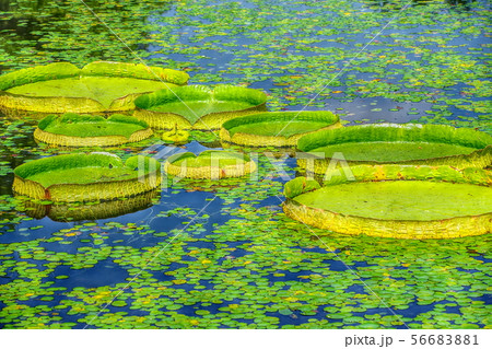 池に浮かぶオオオニバス 池に浮かぶオオオニバス 56683881