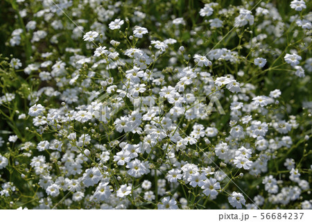 かすみ草 56684237