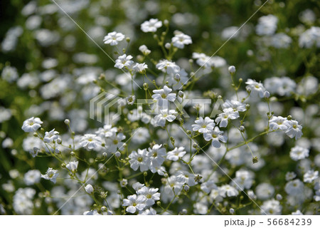 かすみ草 56684239