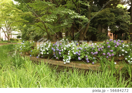 千葉公園 -紫陽花- 千葉公園 -紫陽花- 56684272