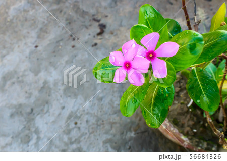 Pink Cyclamen, with variably patterned leaves Pink Cyclamen, with variably patterned leaves 56684326