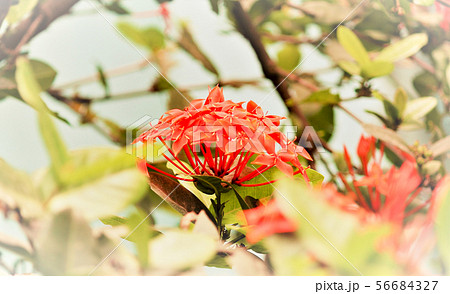 Blackberry Lily (Iris domestica) or leopard lily Blackberry Lily (Iris domestica) or leopard lily 56684327