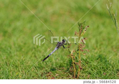 シオカラトンボ 56684520