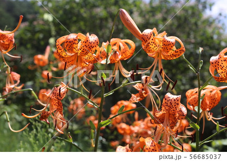 オニユリ オニユリ 56685037