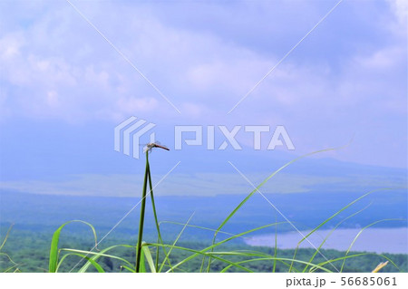 高原のアキアカネ 56685061