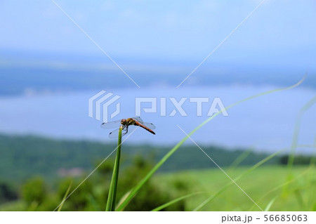 高原のアキアカネ 56685063