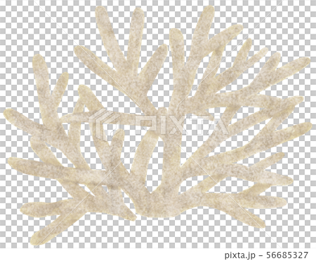 手描き 海素材 サンゴ 手描き 海素材 サンゴ 56685327