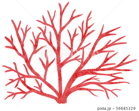 手描き 海素材 サンゴ 手描き 海素材 サンゴ 56685329