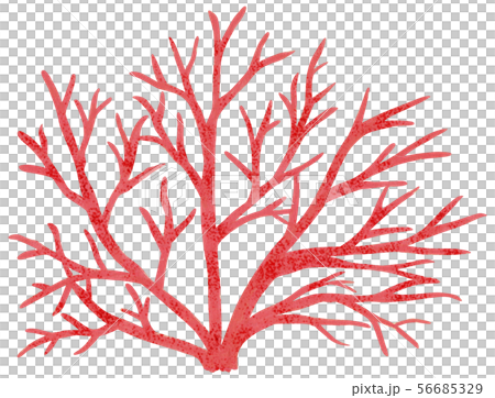 手描き 海素材 サンゴ 手描き 海素材 サンゴ 56685329