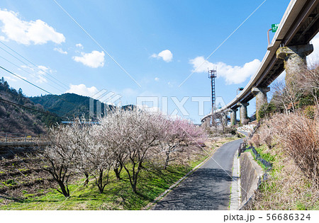 高尾梅郷 荒井梅林付近の風景 (東京都八王子市) 2019年3月 高尾梅郷 荒井梅林付近の風景 (東京都八王子市) 2019年3月 56686324