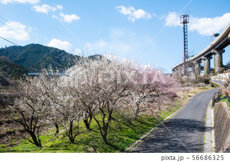 高尾梅郷 荒井梅林付近の風景 (東京都八王子市) 2019年3月 高尾梅郷 荒井梅林付近の風景 (東京都八王子市) 2019年3月 56686325