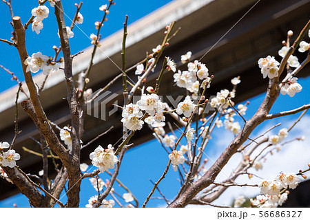 高尾梅郷 荒井梅林付近の風景 （東京都八王子市） 2019年3月 56686327