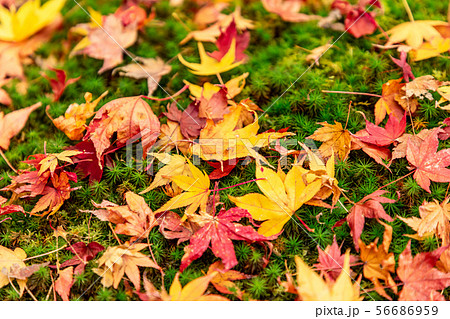 紅葉 天授庵 56686959