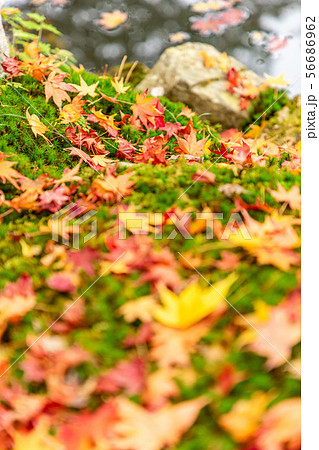 紅葉 天授庵 56686962