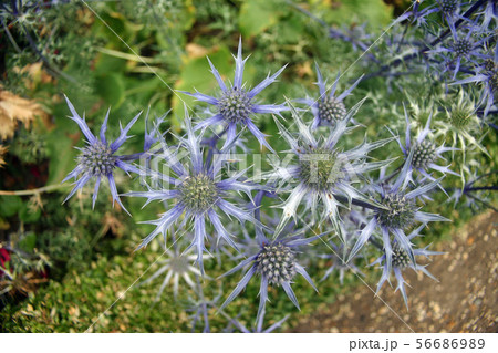 Eryngium flowers Eryngium flowers 56686989