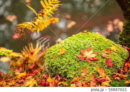 苔と紅葉 天授庵 56687022