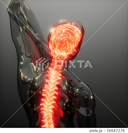Human Brain Radiology Exam 56687276