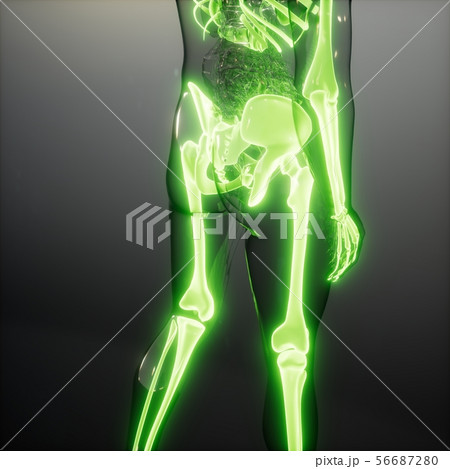 Transparent Human Body with Visible Bones 56687280