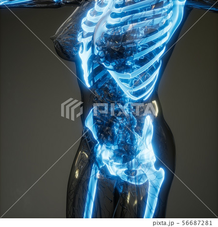 Transparent Human Body with Visible Bones 56687281
