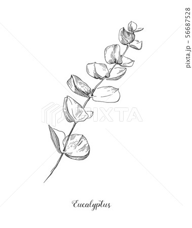 Eucalyptus branch. Hand Drawn Botanical line art illustration. drawing set. Collection of sketch Eucalyptus branch. Hand Drawn Botanical line art illustration. drawing set. Collection of sketch 56687528