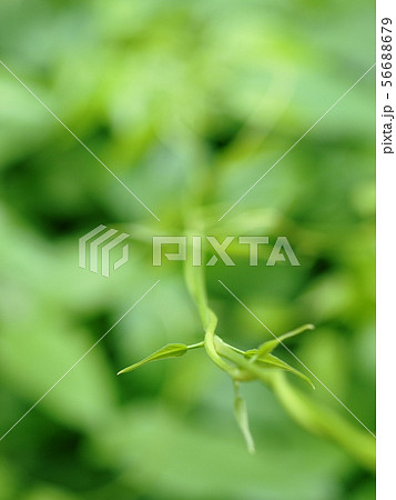 Green young creeping plant, climber, typical leafs 56688679